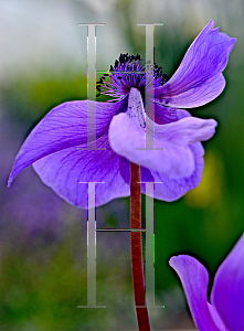 Picture of Anemone coronaria 