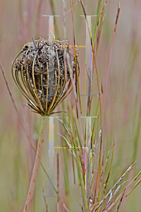 Picture of Daucus carota 