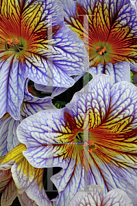 Picture of Salpiglossis sinuata 