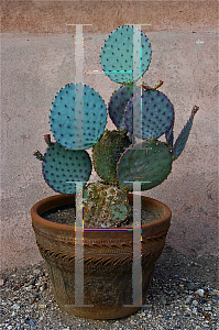 Picture of Opuntia  