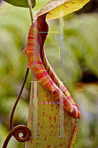 Picture of Nepenthes spp. 