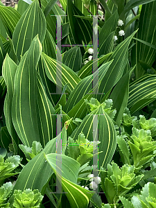 Picture of Convallaria majalis 'Albostriata'
