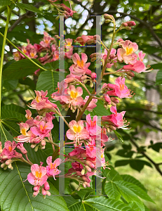 Picture of Aesculus pavia 'Fort McNair'