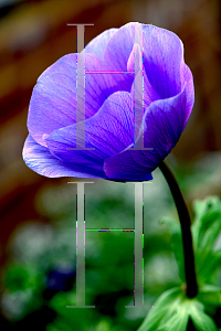 Picture of Anemone coronaria 'Harmony Blue'
