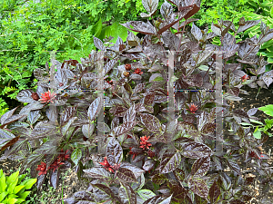 Picture of Calycanthus floridus 'Burgundy Spice'