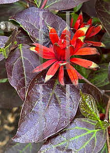 Picture of Calycanthus floridus 'Burgundy Spice'