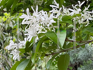 Picture of Chionanthus retusus 'Tokyo Tower'