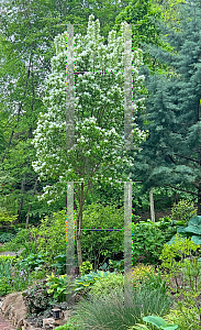Picture of Chionanthus retusus 'Tokyo Tower'