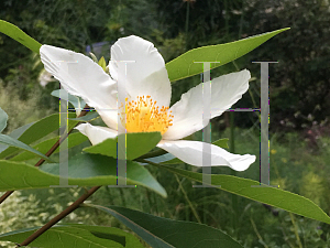Picture of X Gordlinia grandiflora 'Sweet Tea'