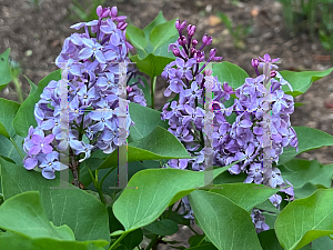 Picture of Syringa vulgaris 'Prairie Petite'