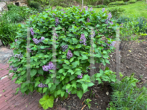 Picture of Syringa vulgaris 'Prairie Petite'