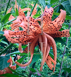 Picture of Lilium lancifolium 'Flore Pleno'