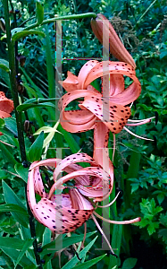 Picture of Lilium lancifolium 'Flore Pleno'