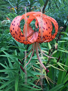 Picture of Lilium lancifolium 'Flore Pleno'