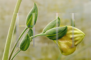 Picture of Louteridum donnell-smithii '~Species'