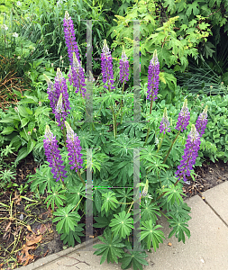 Picture of Lupinus perennis '~Species'