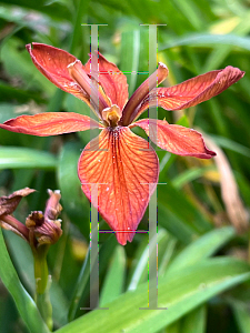 Picture of Iris fulva '~Species'