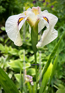 Picture of Iris x pseudata 'Okagami'