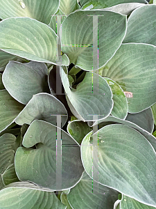 Picture of Hosta  'Mouse Ears'