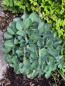 Picture of Hosta  'Mouse Ears'