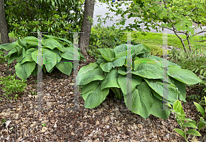 Picture of Hosta  'Shadowland Empress Wu'