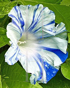 Picture of Ipomoea nil 'Keiryu Mountain Stream'