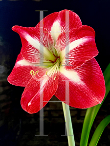 Picture of Hippeastrum x hybridum '~Species'