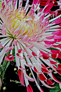 Picture of Chrysanthemum morifolium '~Species'