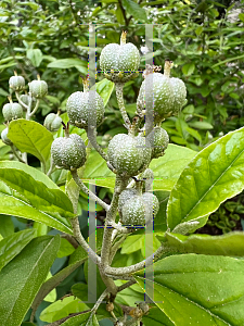 Picture of Croton alabamensis '~Species'