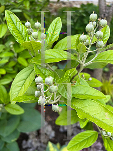 Picture of Croton alabamensis '~Species'
