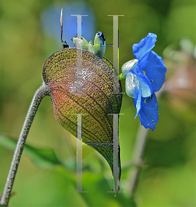 Picture of Commelina communis '~Species'