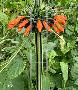 Picture of Leonotis nepetifolia '~Species'