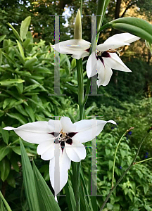 Picture of Gladiolus murielae '~Species'