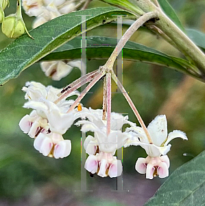 Picture of Gomphocarpus physocarpus '~Species'