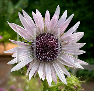 Picture of Berkheya purpurea 'Zulu Warrior'