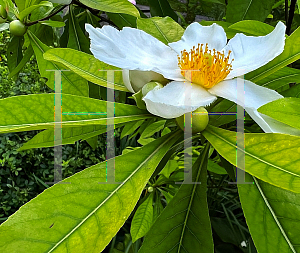 Picture of X Gordlinia grandiflora 'Sweet Tea'