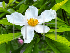 Picture of X Gordlinia grandiflora 'Sweet Tea'