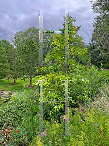 Picture of X Gordlinia grandiflora 'Sweet Tea'