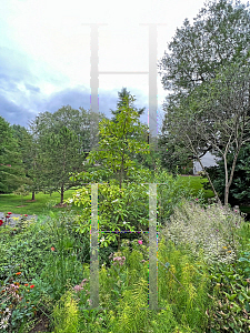 Picture of X Gordlinia grandiflora 'Sweet Tea'