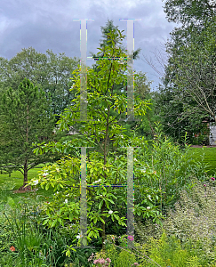 Picture of X Gordlinia grandiflora 'Sweet Tea'