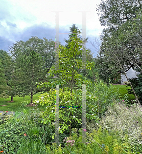 Picture of X Gordlinia grandiflora 'Sweet Tea'