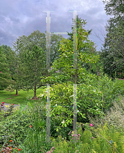 Picture of X Gordlinia grandiflora 'Sweet Tea'