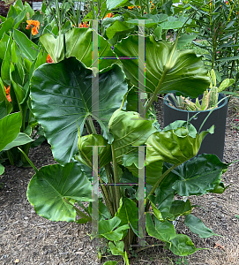 Picture of Alocasia macrorrhiza 'Stingray'