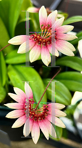 Picture of Bulbophyllum lepidum '~Species'