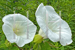 Picture of Calystegia sepium '~Species'