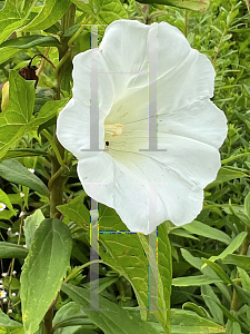 Picture of Calystegia sepium '~Species'