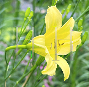 Picture of Hemerocallis altissima '~Species'