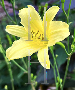 Picture of Hemerocallis altissima '~Species'