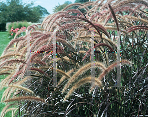 Picture of Pennisetum setaceum 'Graceful Grasses Rubrum'