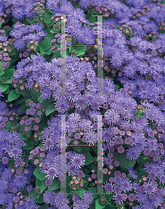 Picture of Ageratum x 'Agsantis (Artist Blue)'